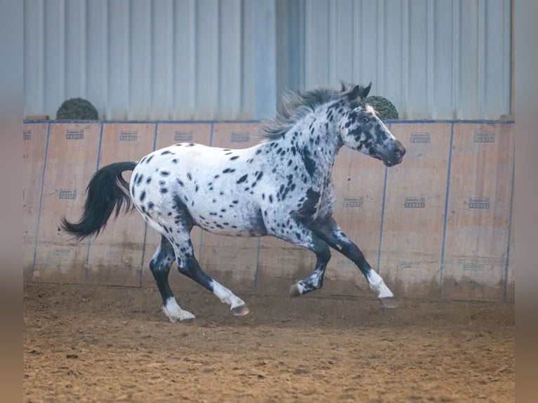 Andalou Hongre 3 Ans 144 cm Léopard in Neustadt (Wied)