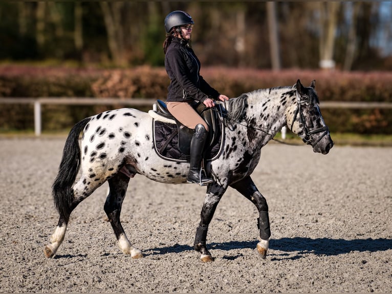 Andalou Hongre 3 Ans 144 cm Léopard in Neustadt (Wied)