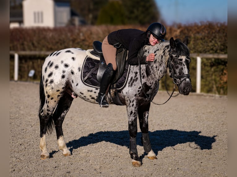 Andalou Hongre 3 Ans 144 cm Léopard in Neustadt (Wied)