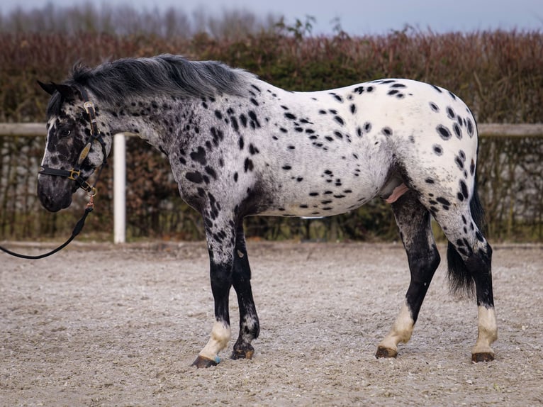 Andalou Hongre 3 Ans 144 cm Léopard in Neustadt (Wied)