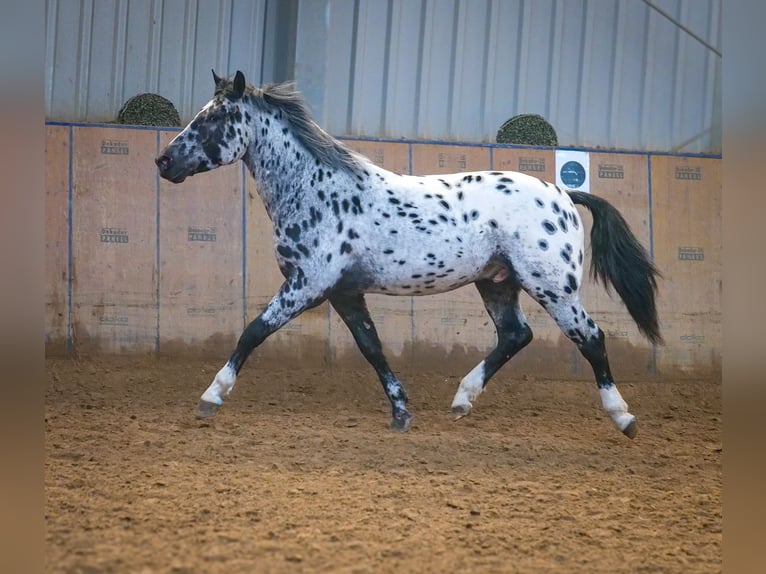 Andalou Hongre 3 Ans 144 cm Léopard in Neustadt (Wied)