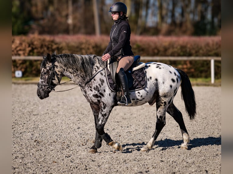 Andalou Hongre 3 Ans 144 cm Léopard in Neustadt (Wied)