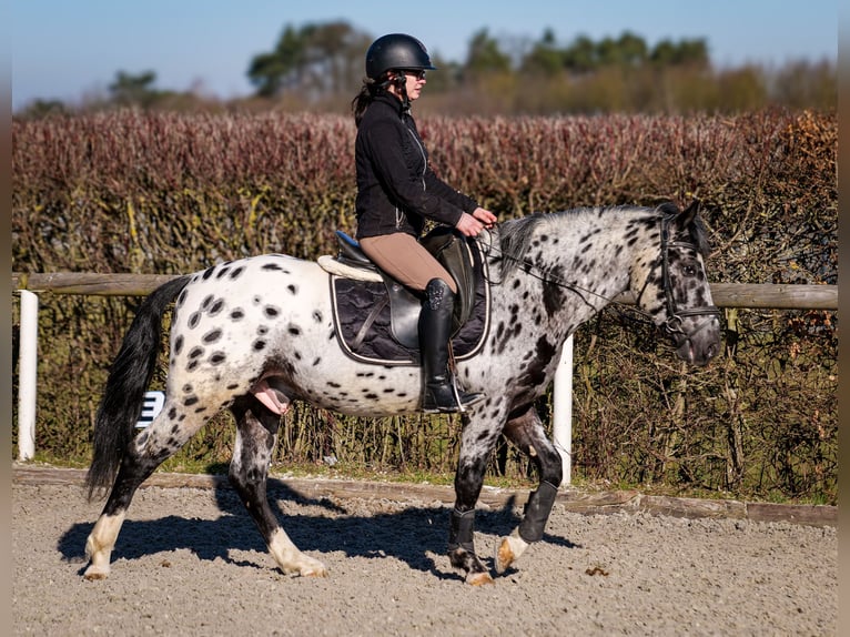 Andalou Hongre 3 Ans 144 cm Léopard in Neustadt (Wied)