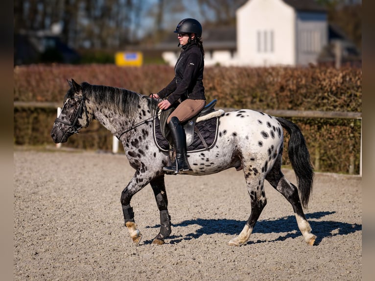 Andalou Hongre 3 Ans 144 cm Léopard in Neustadt (Wied)