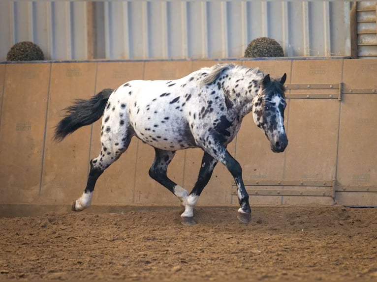 Andalou Hongre 3 Ans 144 cm Léopard in Neustadt (Wied)