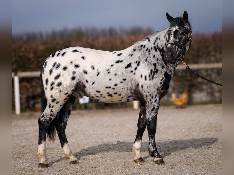 Andalou Hongre 3 Ans 144 cm Léopard in Neustadt (Wied)