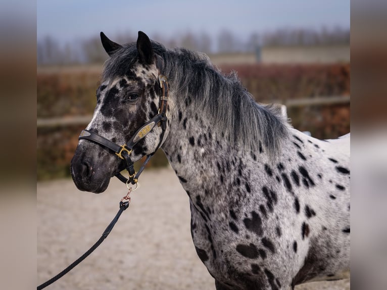 Andalou Hongre 3 Ans 144 cm Léopard in Neustadt (Wied)