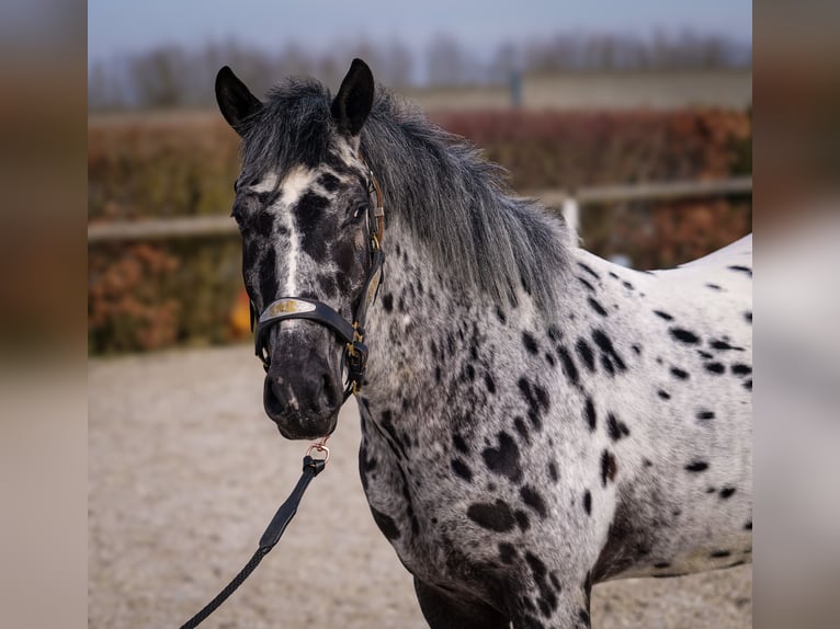 Andalou Hongre 3 Ans 144 cm Léopard in Neustadt (Wied)