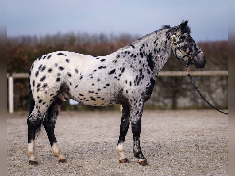 Andalou Hongre 3 Ans 144 cm Léopard in Neustadt (Wied)