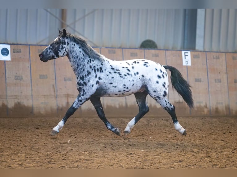 Andalou Hongre 3 Ans 144 cm Léopard in Neustadt (Wied)