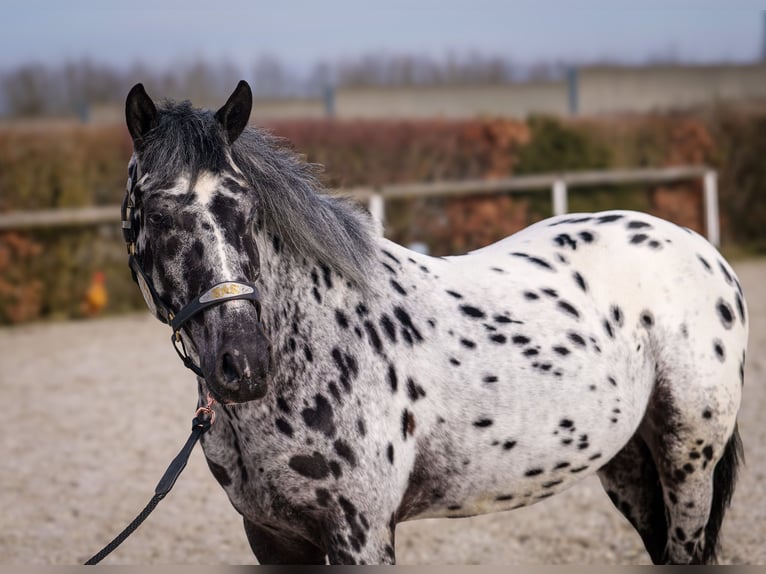 Andalou Hongre 3 Ans 144 cm Léopard in Neustadt (Wied)