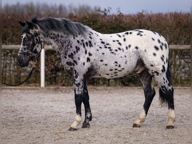 Andalou Hongre 3 Ans 144 cm Léopard in Neustadt (Wied)