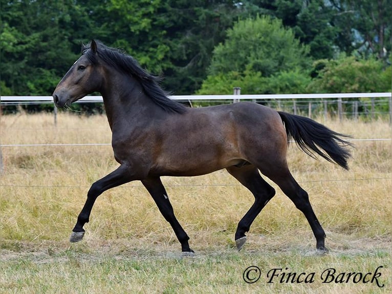 Andalou Hongre 3 Ans 148 cm Bai brun foncé in Wiebelsheim