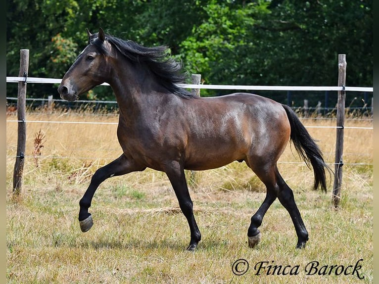 Andalou Hongre 3 Ans 148 cm Bai brun foncé in Wiebelsheim