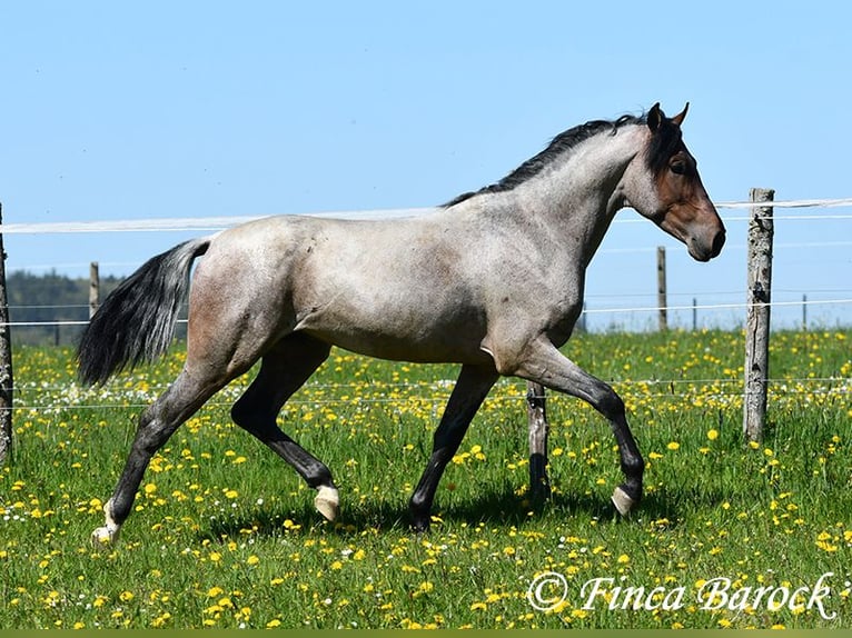Andalou Hongre 3 Ans 148 cm Roan-Bay in Wiebelsheim
