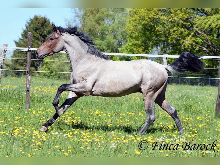 Andalou Hongre 3 Ans 148 cm Roan-Bay in Wiebelsheim