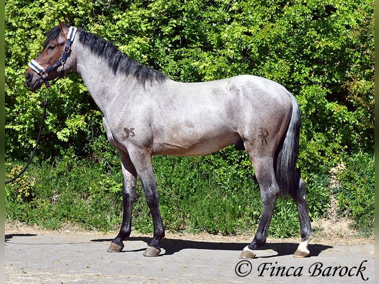 Andalou Hongre 3 Ans 148 cm Roan-Bay in Wiebelsheim