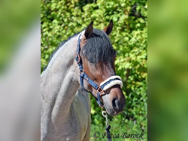 Andalou Hongre 3 Ans 148 cm Roan-Bay in Wiebelsheim