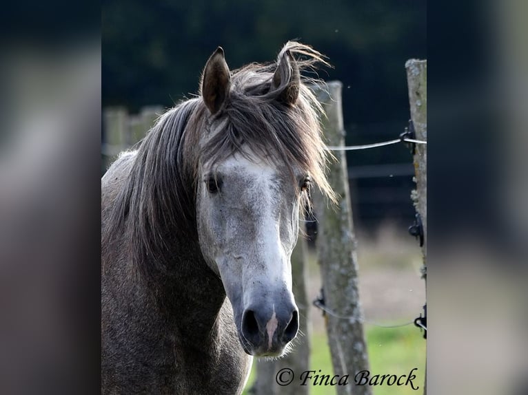 Andalou Hongre 3 Ans 150 cm Gris in Wiebelsheim