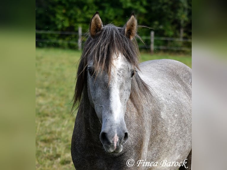 Andalou Hongre 3 Ans 150 cm Gris in Wiebelsheim