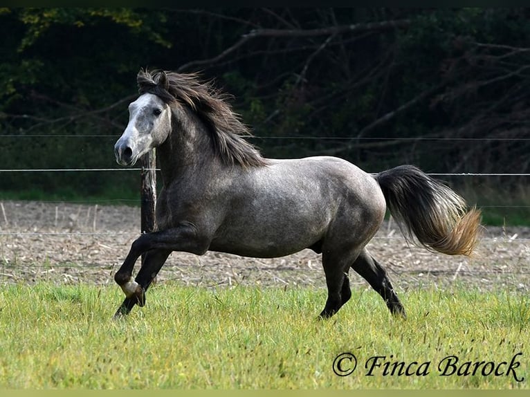 Andalou Hongre 3 Ans 150 cm Gris in Wiebelsheim