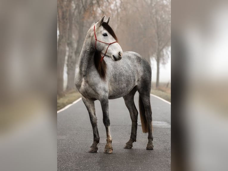 Andalou Hongre 3 Ans 151 cm in Rohlfshagen