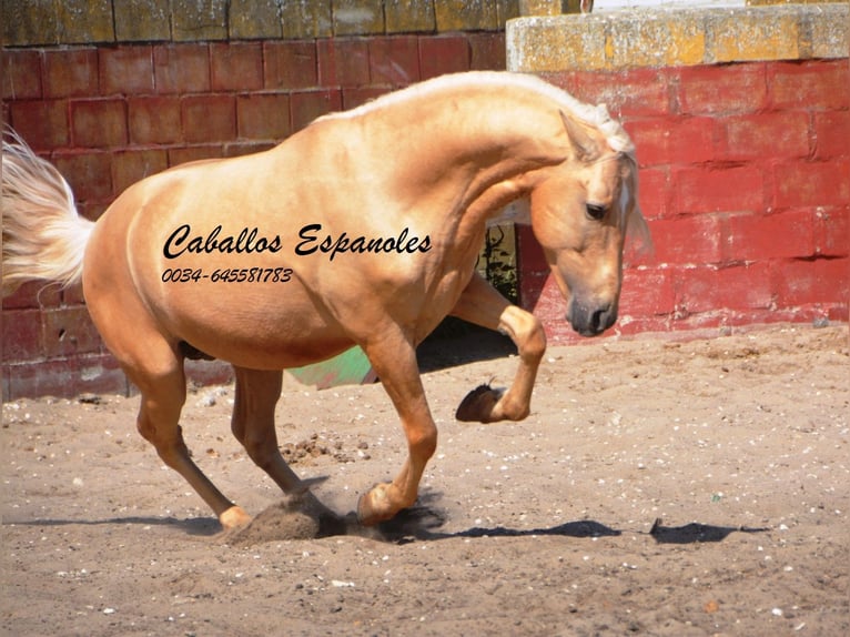 Andalou Hongre 3 Ans 151 cm Palomino in Vejer de la Frontera