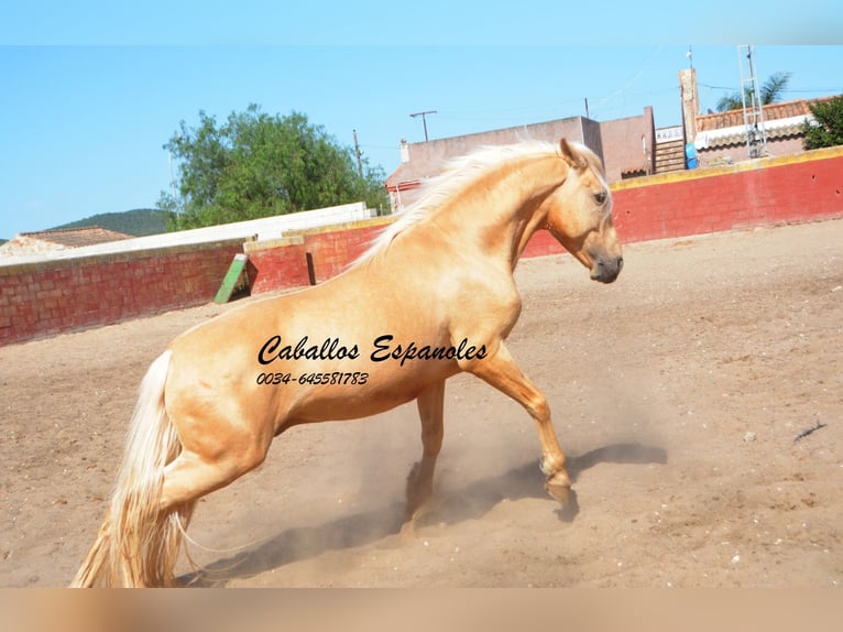 Andalou Hongre 3 Ans 151 cm Palomino in Vejer de la Frontera