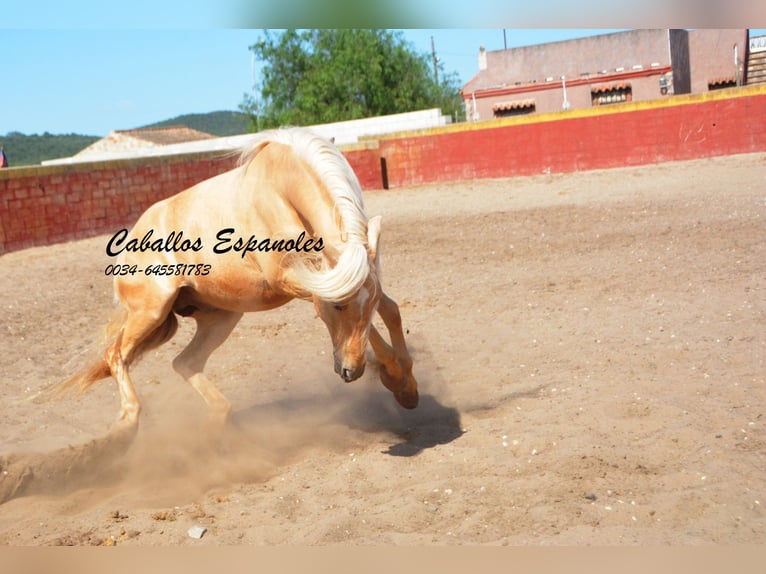 Andalou Hongre 3 Ans 151 cm Palomino in Vejer de la Frontera