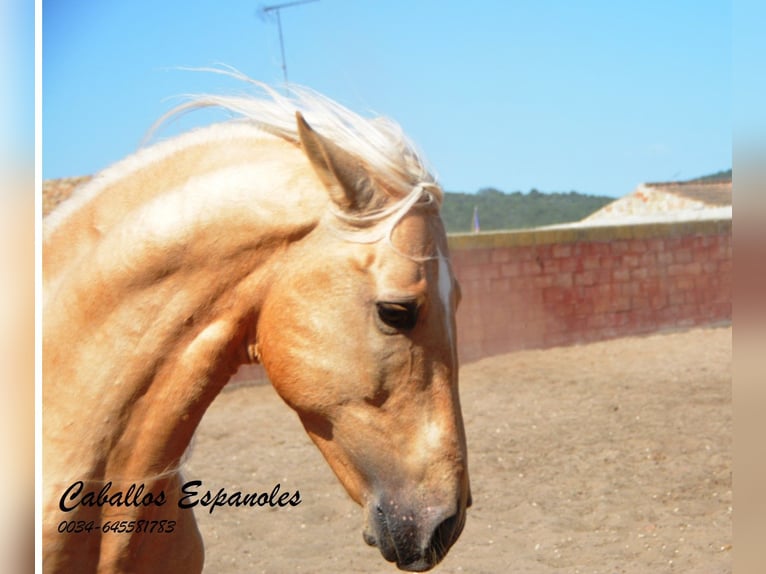 Andalou Hongre 3 Ans 151 cm Palomino in Vejer de la Frontera