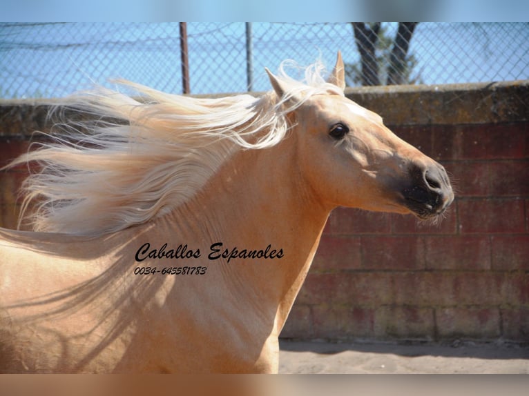 Andalou Hongre 3 Ans 151 cm Palomino in Vejer de la Frontera