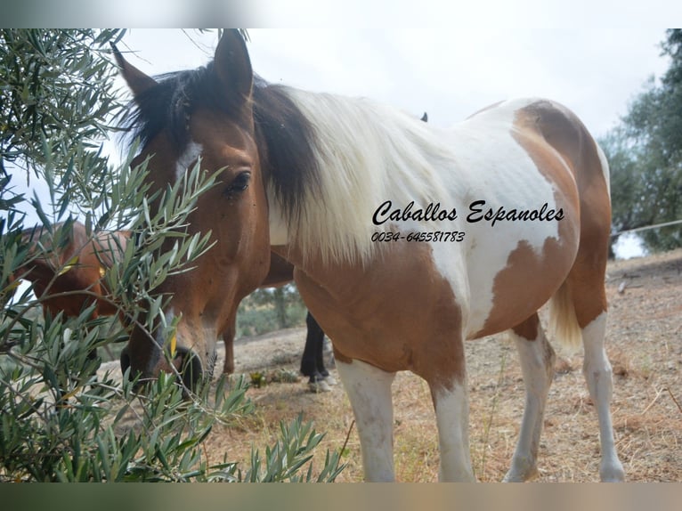 Andalou Hongre 3 Ans 151 cm Pinto in Vejer de la Frontera