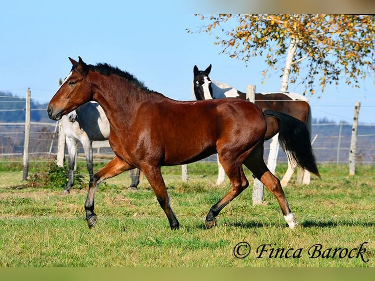 Andalou Hongre 3 Ans 152 cm Bai in Wiebelsheim