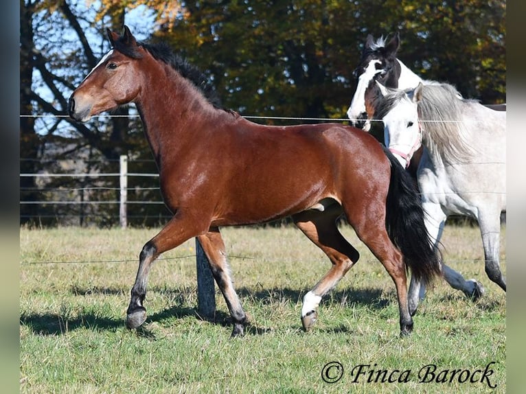 Andalou Hongre 3 Ans 152 cm Bai in Wiebelsheim