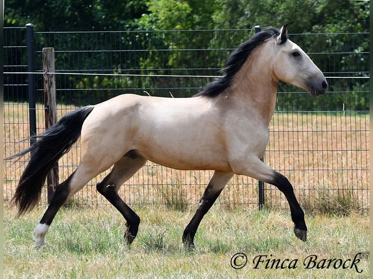 Andalou Hongre 3 Ans 152 cm Buckskin in Wiebelsheim