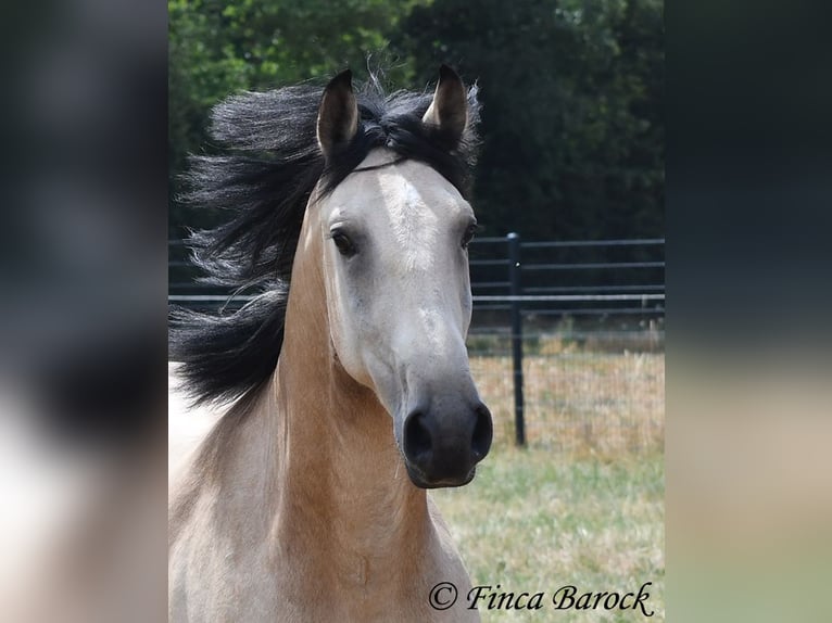 Andalou Hongre 3 Ans 152 cm Buckskin in Wiebelsheim