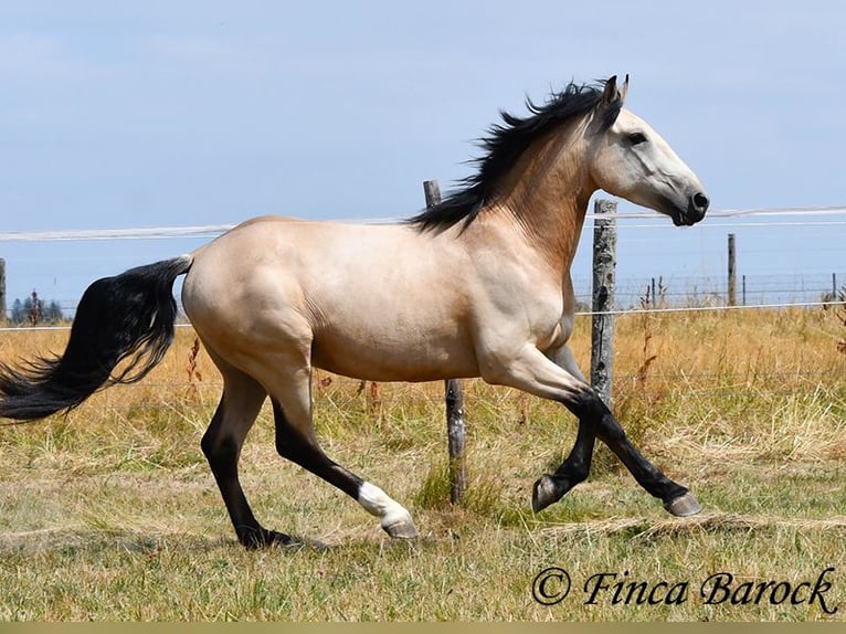 Andalou Hongre 3 Ans 152 cm Buckskin in Wiebelsheim