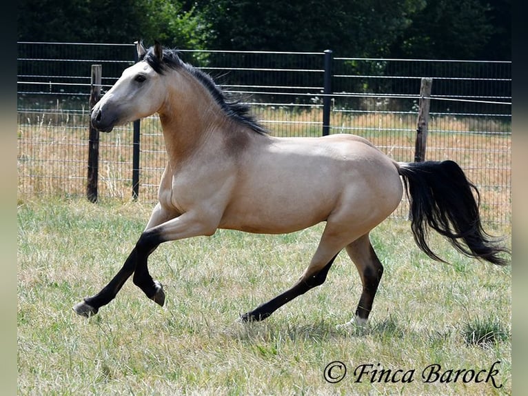 Andalou Hongre 3 Ans 152 cm Buckskin in Wiebelsheim