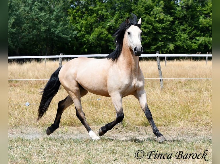 Andalou Hongre 3 Ans 152 cm Buckskin in Wiebelsheim