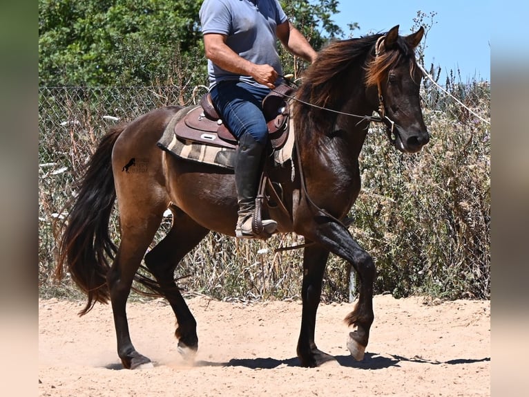 Andalou Hongre 3 Ans 152 cm Noir in Mallorca