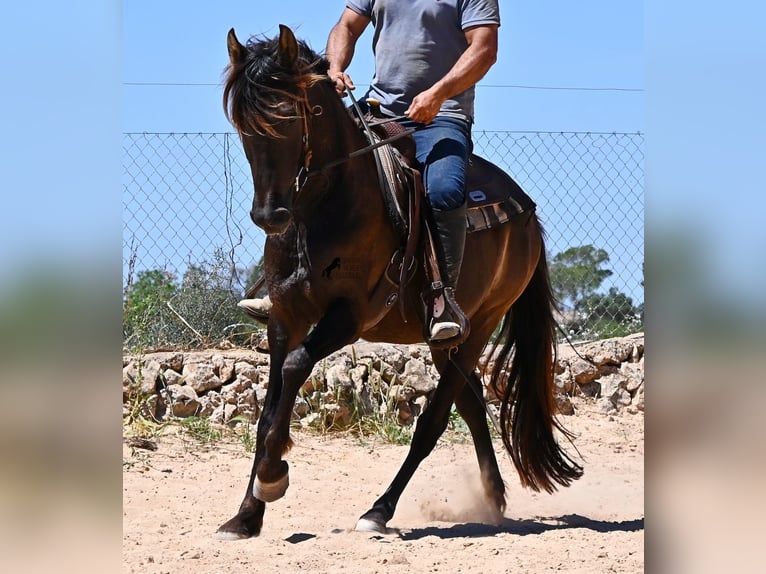Andalou Hongre 3 Ans 152 cm Noir in Mallorca