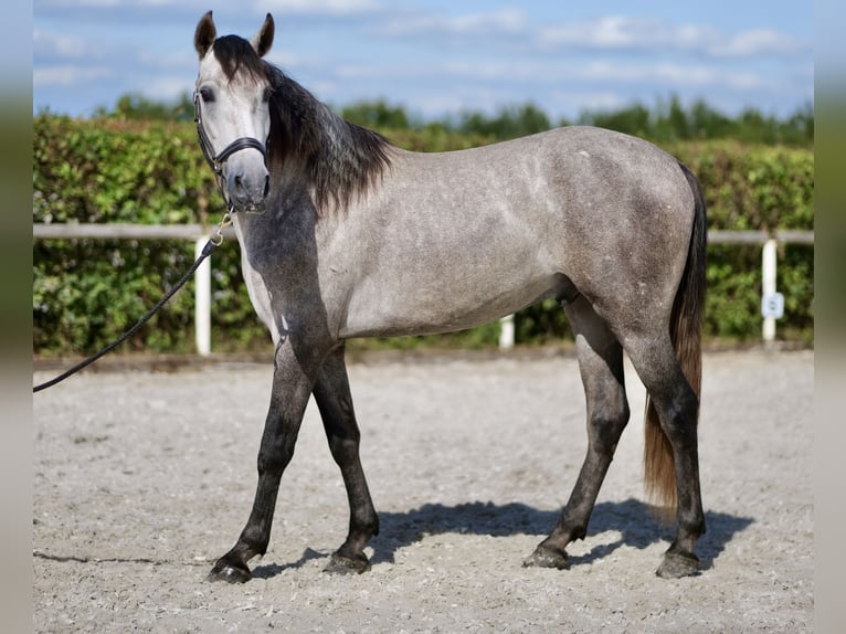 Andalou Hongre 3 Ans 155 cm Gris in Neustadt (Wied)