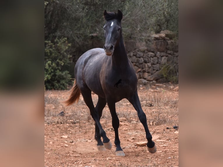 Andalou Hongre 3 Ans 155 cm Gris in Mallorca