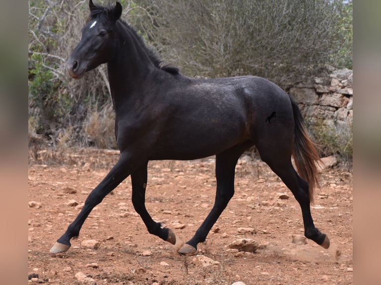 Andalou Hongre 3 Ans 155 cm Gris in Mallorca