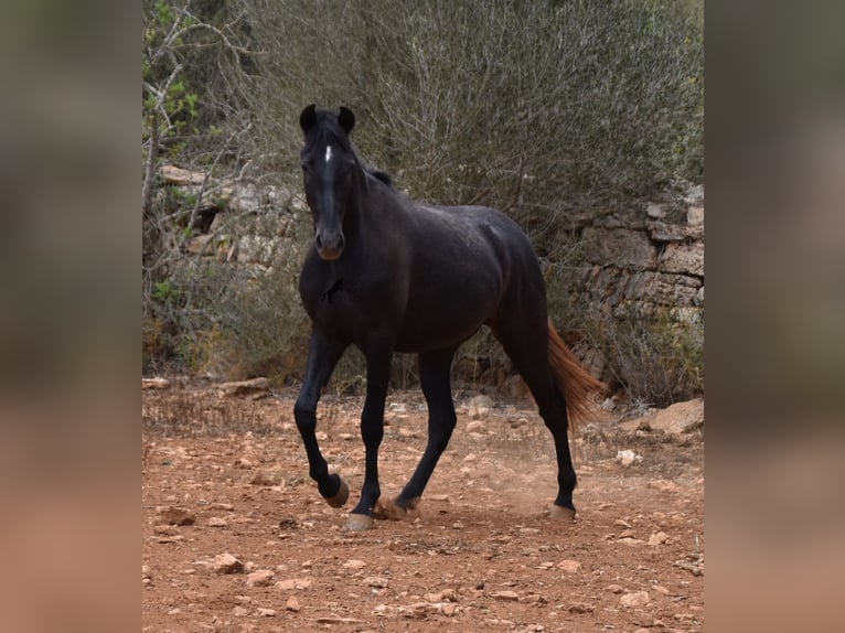 Andalou Hongre 3 Ans 155 cm Gris in Mallorca