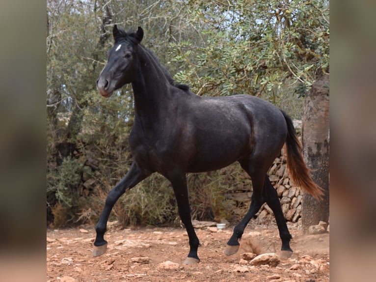 Andalou Hongre 3 Ans 155 cm Gris in Mallorca