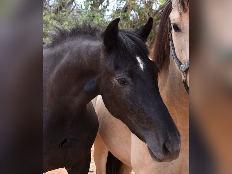 Andalou Hongre 3 Ans 155 cm Gris in Mallorca