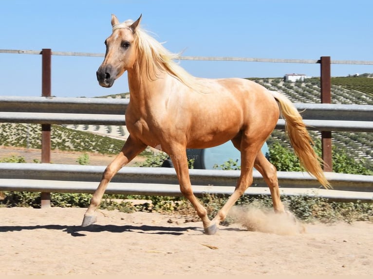 Andalou Hongre 3 Ans 155 cm Palomino in Provinz Cordoba