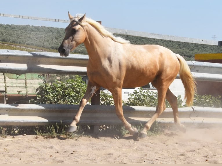 Andalou Hongre 3 Ans 155 cm Palomino in Provinz Cordoba