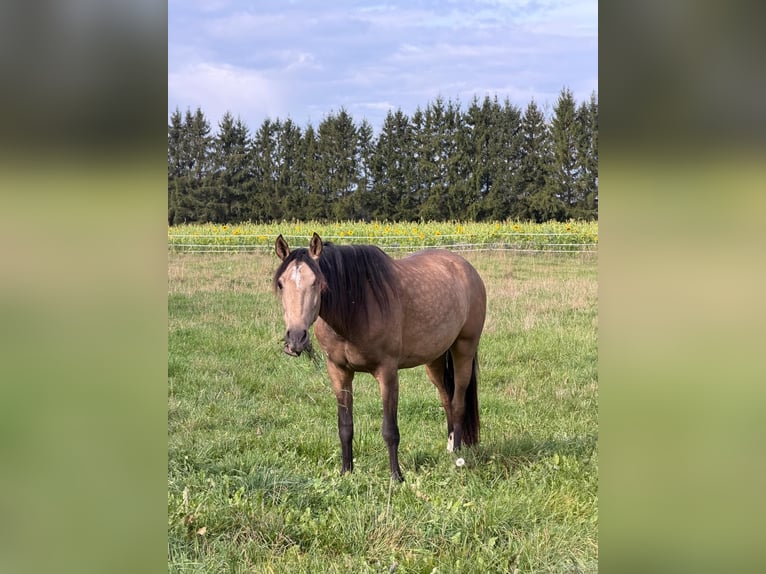 Andalou Hongre 3 Ans 156 cm Buckskin in Grabenstätt